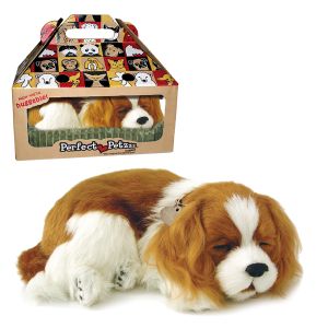 Perfect Petzzz - Cavalier King Charles