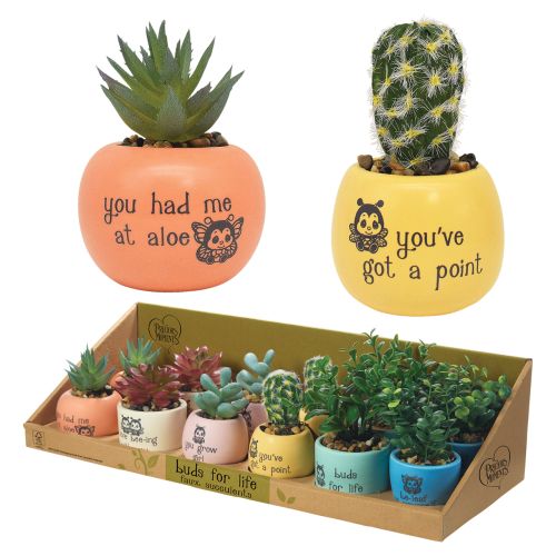 Artificial Succulents in Colorful Pots with Inspiring Messages