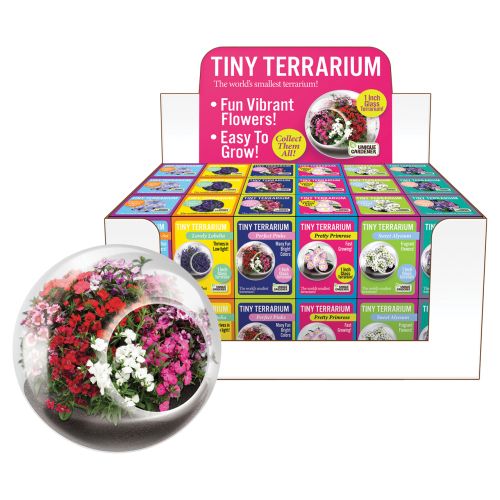 Tiny Terrarium Flowering Plants